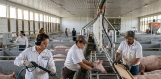SE SOLICITAN 3 TRABAJADORES/AS PARA GRANJA DE CERDOS (CON O SIN EXPERIENCIA), 30 A 40 HORAS SEMANALES. PAGO $21.00 POR HORA Trabajadores para granja de cerdos en Canadá pig farm Empleo en Canada Farm workers Empleos Urgentes