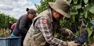 SE SOLICITA TRABAJADOR/A DE VIÑEDO (CON O SIN EXPERIENCIA), SE CAPACITARÁ. PAGO $17.40 POR HORA + ALOJAMIENTO Viñedo en Canadá Trabajadores de viñedo en Canada Vineyard workers Empleos en Canadá jobs Empleos Urgentes