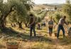 SE SOLICITA PEÓN AGRÍCOLA PARA FINCA (H/M), PARA RECOLECCIÓN DE ACEITUNAS Y LABOR GENERAL. BUEN SALARIO, CONTRATO TEMPORAL Agrícola empleo como peones agrícolas en España finca de aceitunas en España spain jobs Empleos Urgentes