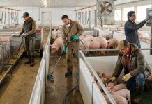 SE SOLICITA TRABAJADOR DE GRANERO CON O SIN EXPERIENCIA, PARA GRANJA DE CRÍA DE CERDOS. TIEMPO COMPLETO, SALARIO $3000 AL MES Granero de cria de cerdos en Canadá trabajador granja de cerdos pig farm Canada jobs farm workers Empleos Urgentes
