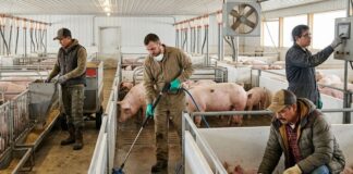 SE SOLICITA TRABAJADOR DE GRANERO CON O SIN EXPERIENCIA, PARA GRANJA DE CRÍA DE CERDOS. TIEMPO COMPLETO, SALARIO $3000 AL MES Granero de cria de cerdos en Canadá trabajador granja de cerdos pig farm Canada jobs farm workers Empleos Urgentes