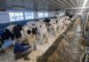 SE BUSCAN 6 TRABAJADORES/AS DE GRANJA LECHERA PARA PENNWOOD DAIRY EN GIROUX, MANITOBA (NO REQUIERE EXPERIENCIA, SE CAPACITA), EMPLEO PERMANENTE. PAGO DE $18 POR HORA Granja Lechera en Canada Empleo para trabajadores de rancho de ganado en Canada Empleos en Canada jobs Empleos Urgentes