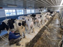Granja Lechera en Canada Empleo para trabajadores de rancho de ganado en Canada Empleos en Canada jobs Empleos Urgentes