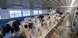 SE SOLICITAN TRABAJADORES DE GRANJA LECHERA (NO REQUIERE ESTUDIOS, NI EXPERIENCIA), SE OFRECE ALOJAMIENTO Y BUEN PAGO Granja Lechera en Canada Empleo para trabajadores de rancho de ganado en Canada Empleos en Canada jobs Empleos Urgentes