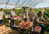 SE NECESITAN PEONES/AS AGRÍCOLAS PARA GRANJA (COSECHA Y EMPAQUETADO DE FRAMBUESAS), POCA EXPERIENCIA. PAGO $19.75 POR HORA Peones Agrícolas en Estados Unidos Empleo en Estados Unidos USA jobs farm workers Trabajadores agrícolas en Estados Unidos Cosecha y empaquetado de frambuesas Empleos Urgentes