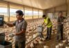 SE SOLICITA TRABAJADOR PARA GRANJA AVÍCOLA (CRÍA Y MANEJO DE AVES), LABORES GENERALES. NO REQUIERE EXPERIENCIA, SE CAPACITARÁ Trabajador para granja avícola en España Empleo en Sevilla Spain jobs poultry farm Empleos Urgentes