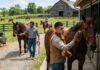 SE SOLICITAN TRABAJADORES/AS PARA GRANJA DE CABALLOS (3 PUESTOS), NO REQUIERE EXPERIENCIA. SALARIO APROX. $3450 AL MES Trabajadores Para Granja de Caballos Empleo en Oklahoma Granja de Caballos en USA Empleo sin experiencia en USA Horse Farm Workers Horse Farms in the USA Empleos Urgentes