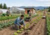 SE SOLICITAN 10 TRABAJADORES AGRÍCOLAS EN GENERAL (NO REQUIERE EXPERIENCIA, SE ENTRENARÁ). PAGO $17.40 POR HORA + ALOJAMIENTO Y BENEFICIOS Trabajadores agrícolas en Canadá empleo en Canadá jobs farm workers granja de vegetales en canadá Empleos Urgentes
