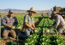 SE BUSCAN 11 TRABAJADORES/AS AGRÍCOLAS PARA PERI & SONS FARMS EN HOLTVILLE, CALIFORNIA (1 MES DE EXPERIENCIA, H-2A TEMPORAL), 40 HORAS SEMANALES. PAGO DE $16.90 POR HORA Trabajadores agricolas en Estados Unidos USA jobs farm workers granja de vegetales en Estados Unidos Empleos Urgentes