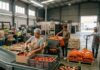 SE SOLICITAN ENVASADORES/AS PARA ALMACENES DE FRUTA (NO REQUIERE EXPERIENCIA), VARIOS PUESTOS. SALARIO APROX. 1.300€/MES Envasadores para Almacenes de Fruta empleo en en España Packers for Fruit Warehouses jobs in Spain Empleos Urgentes