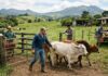 SE NECESITA PEÓN ENCARGADO DE GRANJA (CUIDADO, LIMPIEZA Y MANTENIMIENTO), SE OFRECE VIVIENDA Y BUEN SALARIO Granja de ganado en Costa Rica farm workers Costa Rica jobs Empleos Urgentes