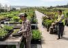 SE SOLICITAN PEONES/AS PARA VIVERO DE PLANTAS, HORTALIZAS Y FRUTAS (POCA EXPERIENCIA), 24 VACANTES. BUEN PAGO POR HORA Peones Para Vivero nursery laborer Empleos Urgentes