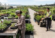 SE SOLICITAN PEONES/AS PARA VIVERO DE PLANTAS, HORTALIZAS Y FRUTAS (POCA EXPERIENCIA), 24 VACANTES. BUEN PAGO POR HORA Peones Para Vivero nursery laborer Empleos Urgentes