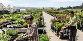 SE SOLICITAN PEONES/AS PARA VIVERO DE PLANTAS, HORTALIZAS Y FRUTAS (POCA EXPERIENCIA), 24 VACANTES. BUEN PAGO POR HORA Peones Para Vivero nursery laborer Empleos Urgentes