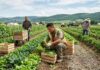 SE NECESITAN 4 TRABAJADORES GENERALES DE GRANJA/COSECHA (HOMBRES Y MUJERES). NO REQUIERE EXPERIENCIA, SE CAPACITARÁ. PAGO $2800 MENSUAL Trabajadores Generales de Granja Empleo en Columbia Británica Empleo sin experiencia en Canadá General Farm Harvest Workers in Canada Jobs in British Columbia Empleos Urgentes