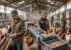 SE SOLICITAN TRABAJADORES/AS DE GRANJA AVÍCOLA (8 PUESTOS), NO REQUIERE EXPERIENCIA PREVIA. BUEN PAGO POR HORA Trabajadores de Granja Avícola en Canadá empleo en Ontario empleo sin experiencia en Canadá Poultry Farm Workers in Canada jobs in Ontario jobs without experience in Canada Empleos Urgentes